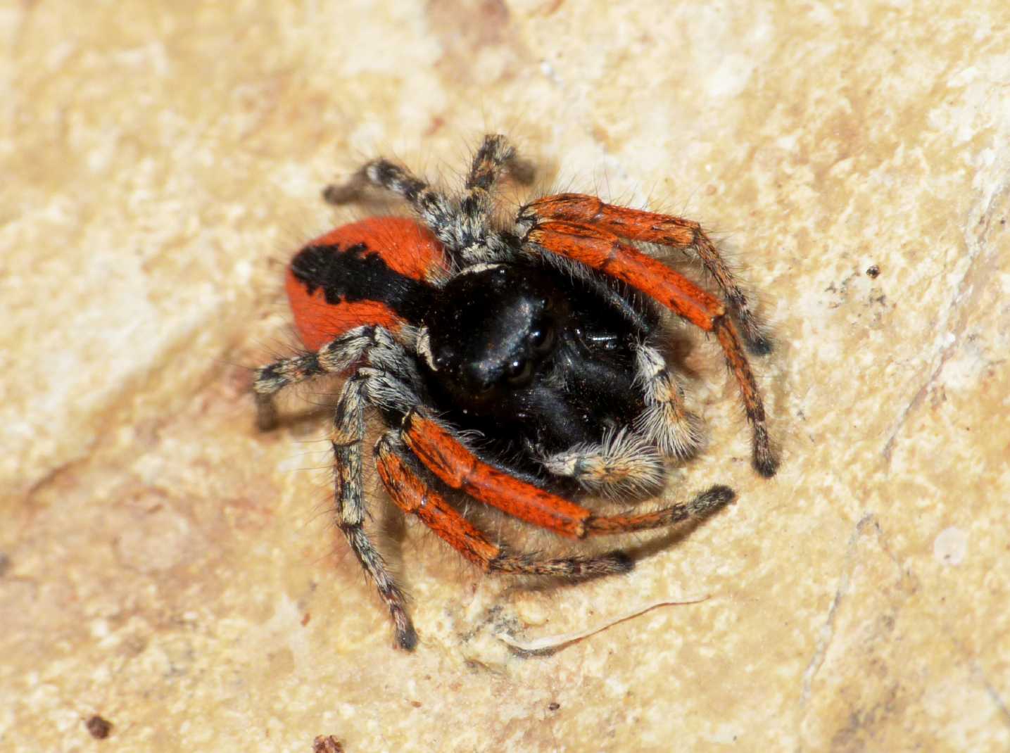Carrellata di Phylaeus chrysops